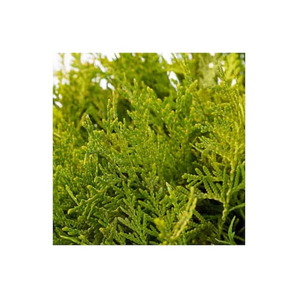 2.5 QT Golden Globe Arborvitae (Thuja o. Globosa Aurea) Evergreen Shrub  1-Each O882001 - The Home Depot