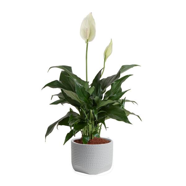 Spathiphyllum Peace Lily Indoor Plant in 6 in. White Decor Planter, Avg. Shipping Height 1-2 ft. Tall