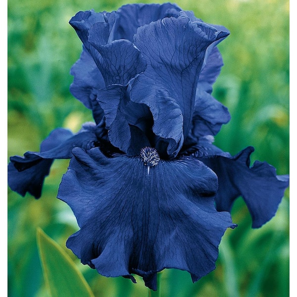Breck's Blueberry Bliss Bearded Iris Vibrant Blue Flowers Live Bareroot Plant