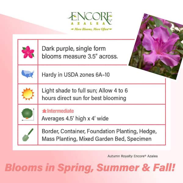 3 Gal. Autumn Royalty Reblooming Azalea Shrub with Purple Flowers