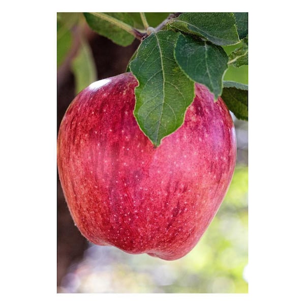 Unbranded 7 Gal. Red Delicious Apple Tree