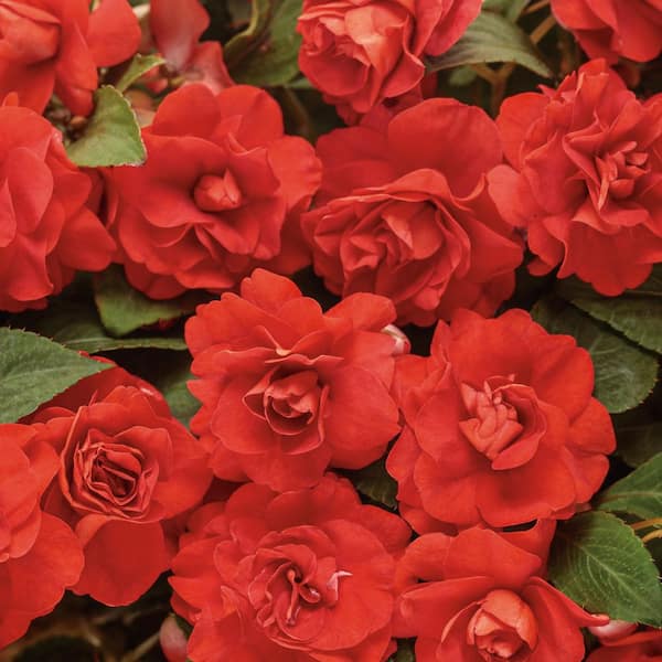 4.25 in. Eco+ Grande Rockapulco Red Double Impatiens (Walleriana) Live Annual Plant with Red Flowers 4-Pack