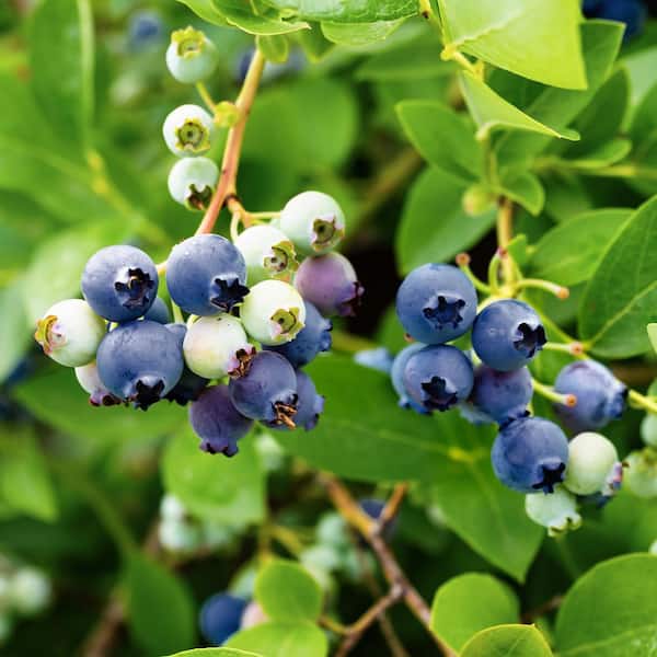 1 Gal. Bushel and Berry Sapphire Cascade Hanging Blueberry Live Plant