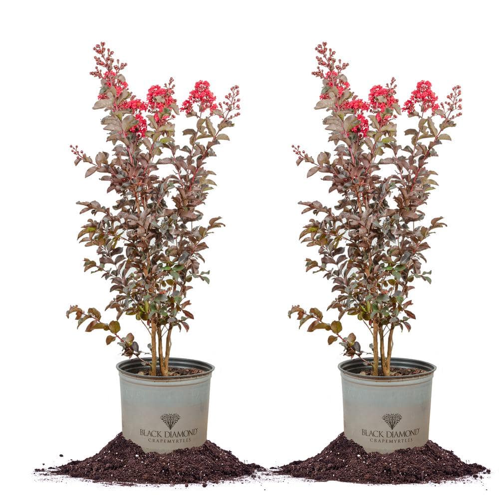 3 Gal. Black Diamond Best Red Crape Myrtle (2-Pack)