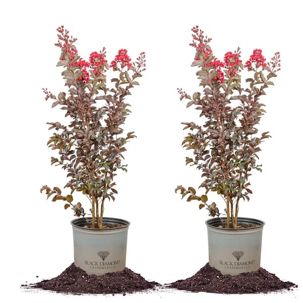 Unbranded 3 Gal. Black Diamond Best Red Crape Myrtle (2-Pack)