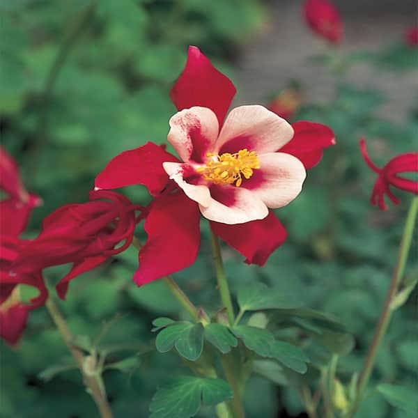 Unbranded #1 Songbird Cardinal Red Columbine Plant
