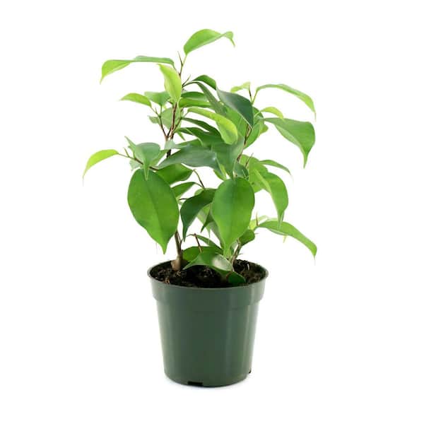 4 in. Ficus Spire Plant in Grower Container (3-Pack)