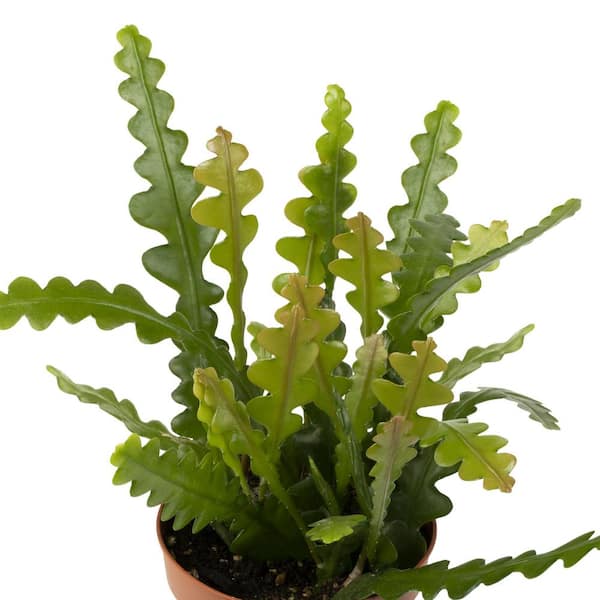 national PLANT NETWORK Zig Zag Cactus 4 in. Grower Containers (3-Piece)