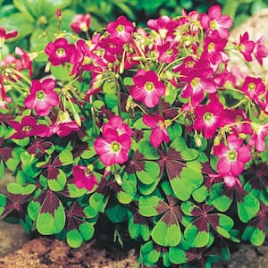 Iron Cross Good Luck Plant (Oxalis) Variegated Foliage with Pink Flower Bulbs (15-Pack)