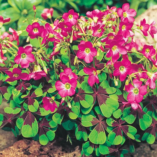 Breck's Iron Cross Good Luck Plant (Oxalis) Variegated Foliage with Pink Flower Bulbs (15-Pack)