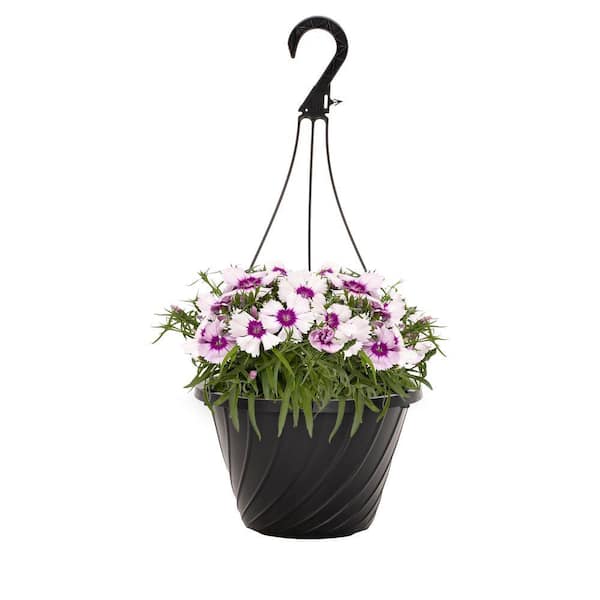 METROLINA GREENHOUSES 1 Gal. Dianthus Carnation White and Purple Bicolor in Decorative Hanging Basket Annual Plant (1-Pack)
