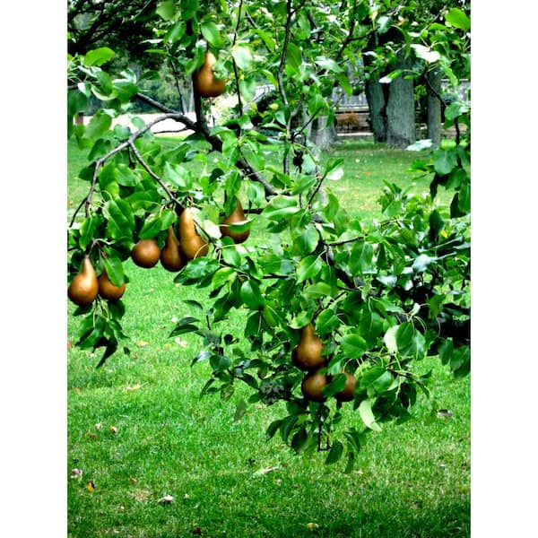 Bosc Pear Trees for Sale