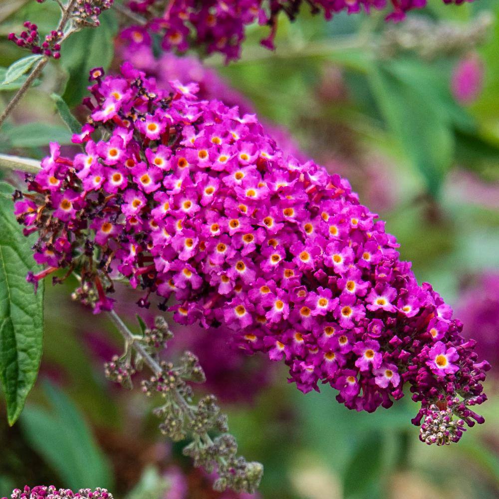 Image of Butterfly bush in a pot on a park bench