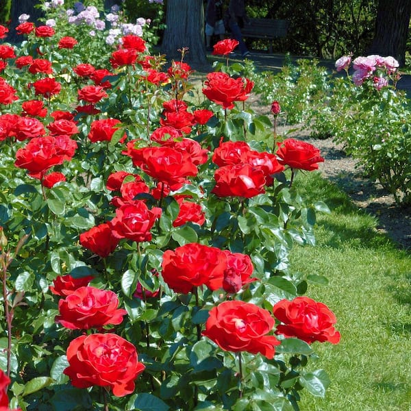 national PLANT NETWORK Bare Root Rose with Red Flowers HD7661