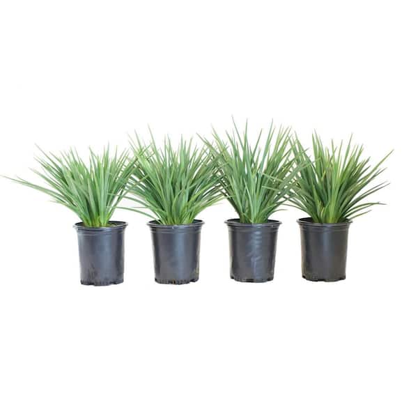 Alder & Oak #1 container-'Baby Bliss' Dianella Flax Lily Grass plant 4-Pack