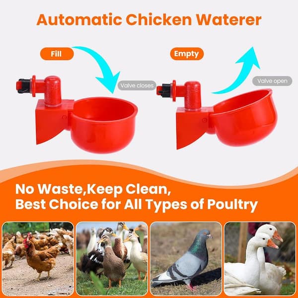 Chicken Waterer Cups 8 Pack Automatic Chicken Water Lesotho - View #6