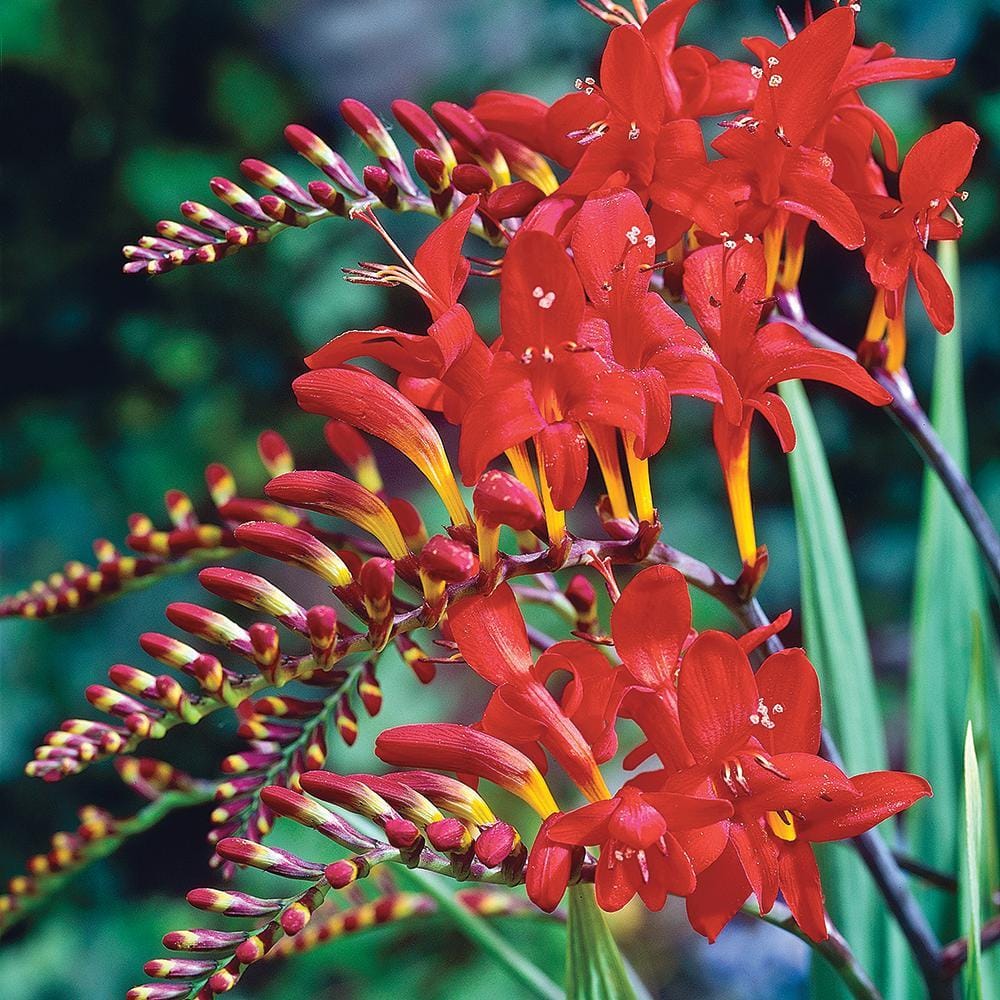 DIRECT GARDENING Lucifer Red Flowering Crocosmia Dormant Bare Root