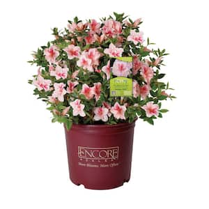 3 Gal. Autumn Belle Shrub with Bicolor Pinkish White and Magenta Reblooming Flowers