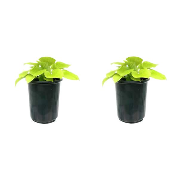 Unbranded Perennial Hosta Glad Tidings 2.5 qt. (2-Pack)