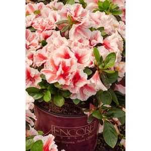 1 Gal. Encore Autumn Starburst Azalea Shrub with Bi-Colored Coral Pink and White Reblooming Flowers