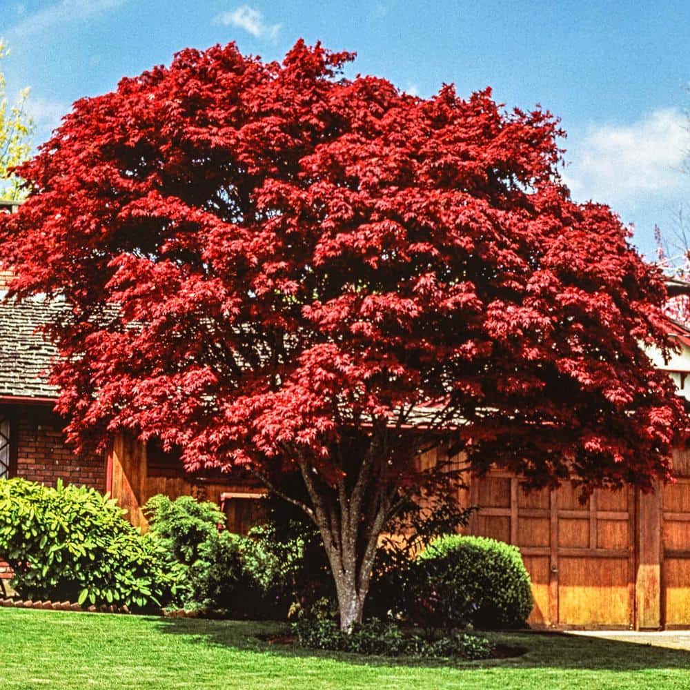 Have a question about DIRECT GARDENING Red Leaf Japanese Maple