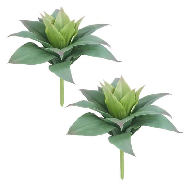 fockea edulis bonsai Fockea edulis – Collectors Online
