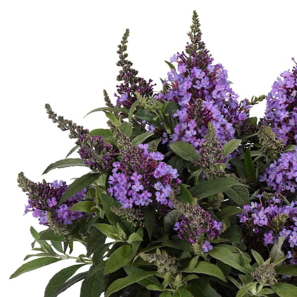 national PLANT NETWORK 3.25 in. Buddleia Chrysalis Dwarf Butterfly Steel Blue Shrub with Blue Flowers (3-Pack)
