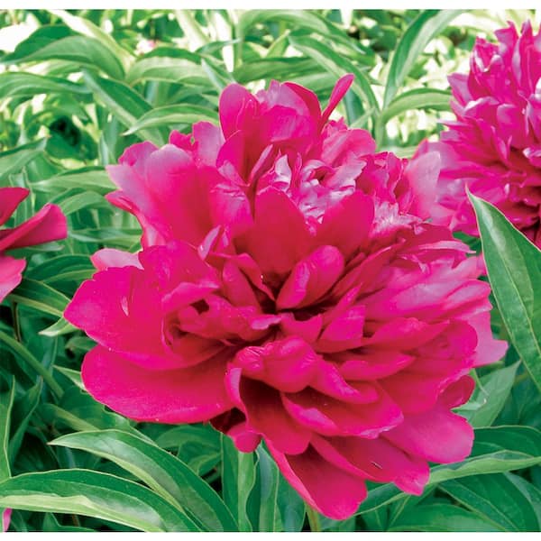 Alder & Oak Gal. Peony Adolphe Rousseau 5 Plant PEAD05 - The Home Depot