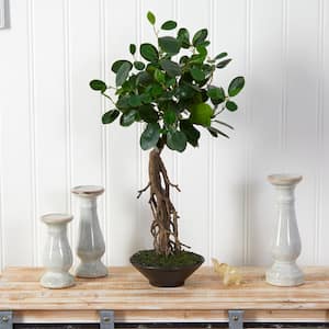 2 ft. Green Ficus Bonsai Artificial Tree in Decorative Planter