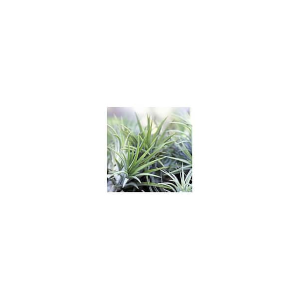 fence hanging plant pots Bloem Railscape Narrow