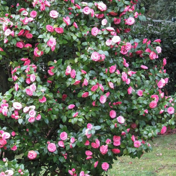 national PLANT NETWORK 1 gal. Camellia Pink Perfection Live Shrub