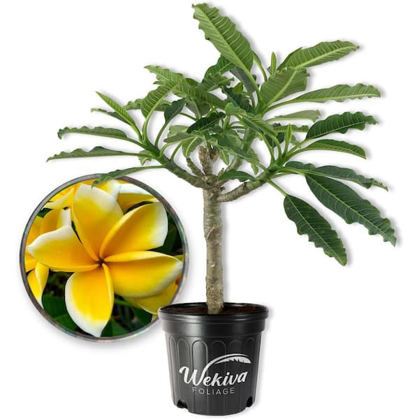 Wekiva Foliage Yellow Plumeria Tree-Frangipani-Live Plant in a 3 Gallon Grower's Pot-Plumeria Rubra-Tropical Flowering Tree
