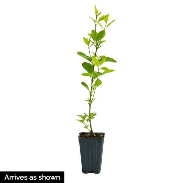 Be Right Back Reblooming Lilac, Live Bareroot Deciduous Flowering Shrub (1-Pack)