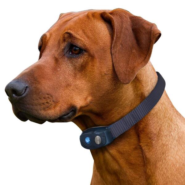 high voltage dog collar