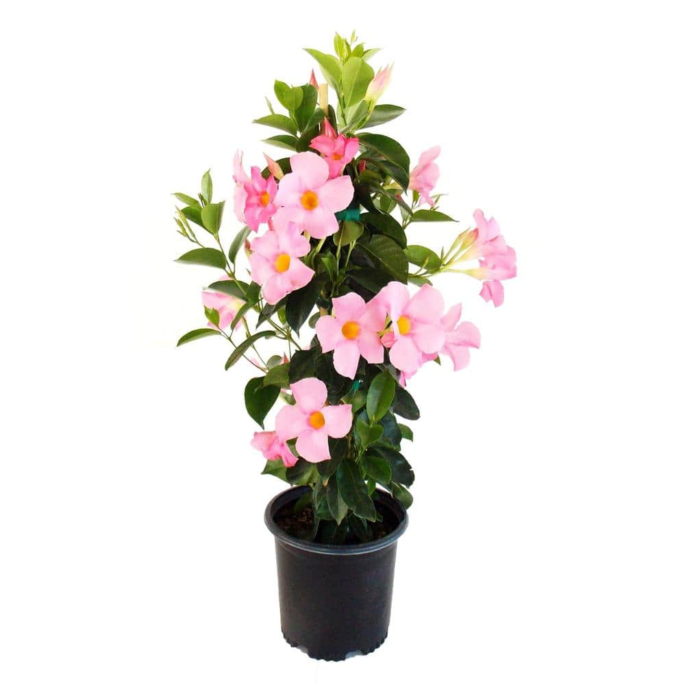 EVERDE GROWERS 2.5 qt. Mandevilla Bella Pink - Vine MANBEF0101 - The ...