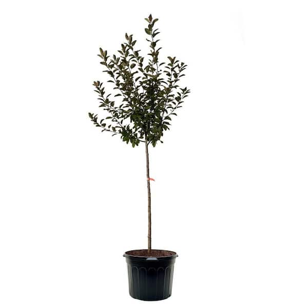 フィカス アルテシマ 147cm 8号 S-shaped tree form Buy Ficus Triangularis Tree Like Form Single Trunk, Multi Branch