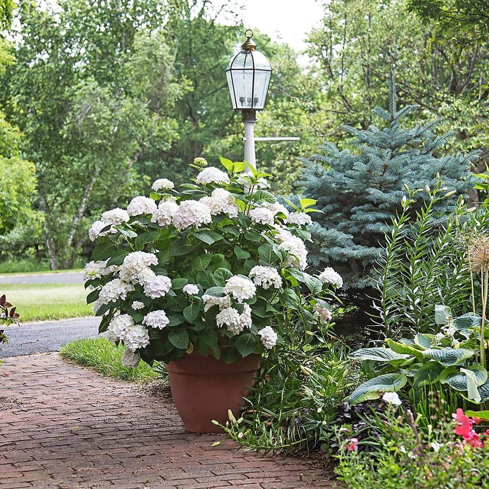 2 Gal. Blushing Bride Reblooming Hydrangea Flowering Shrub with White to Blush Pink Flowers