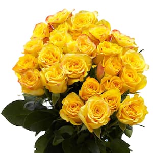 2-Dozen Yellow Roses- Fresh Flower Delivery