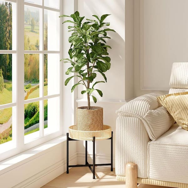fern indoor plant Live Autumn Fern Basket – Compact Shade Plant for Home & Patio main image 1