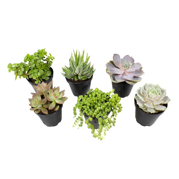 SMART PLANET 9 cm Assorted Succulent Plant Collection (6-Pack) 0883220 ...