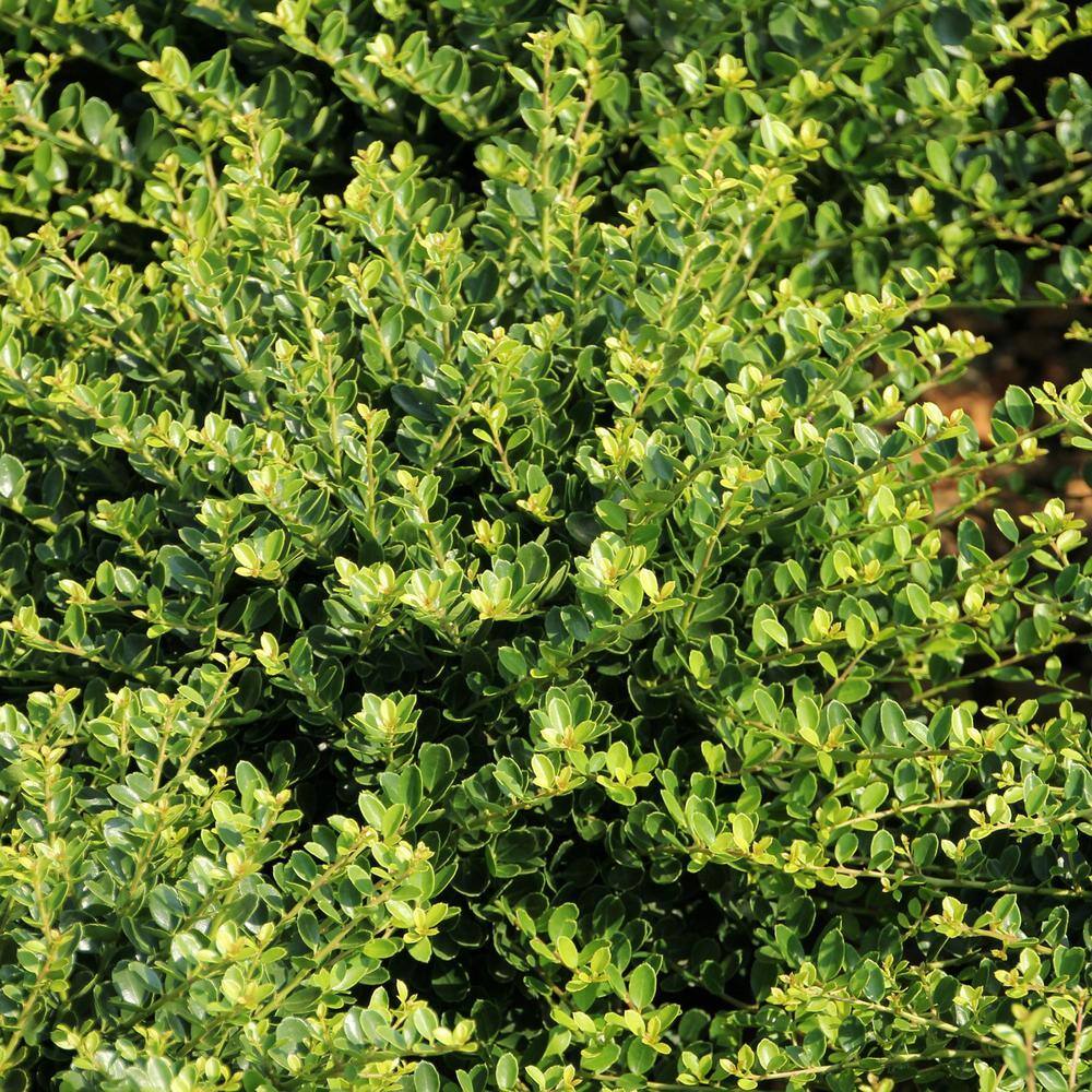 National Plant Network 2 5 Qt Holly Compacta Shrub Hd7141 The Home Depot