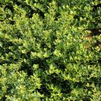 2.5 qt. Holly Compacta Shrub