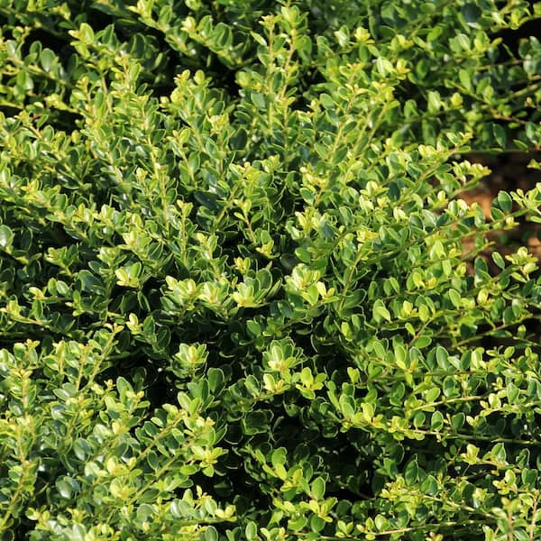 2.25 Gal. Holly Compacta Shrub