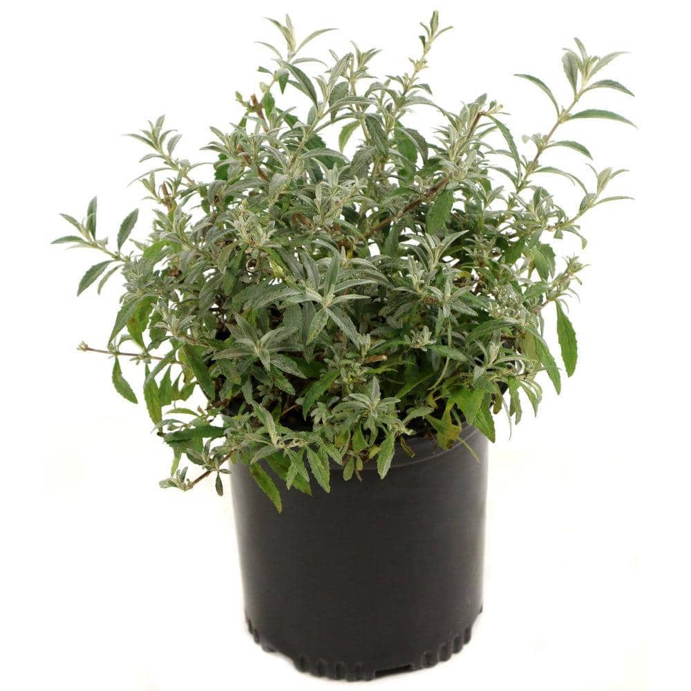 2.5 Quart Yellow Buddleia Honeycomb Flowering Shrub