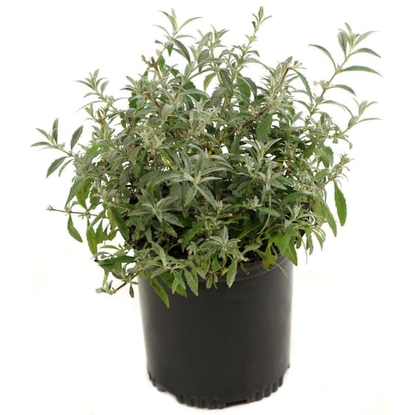national PLANT NETWORK 2.5 qt. Buddleia Honeycomb Flowering Shrub with Yellow Flowers