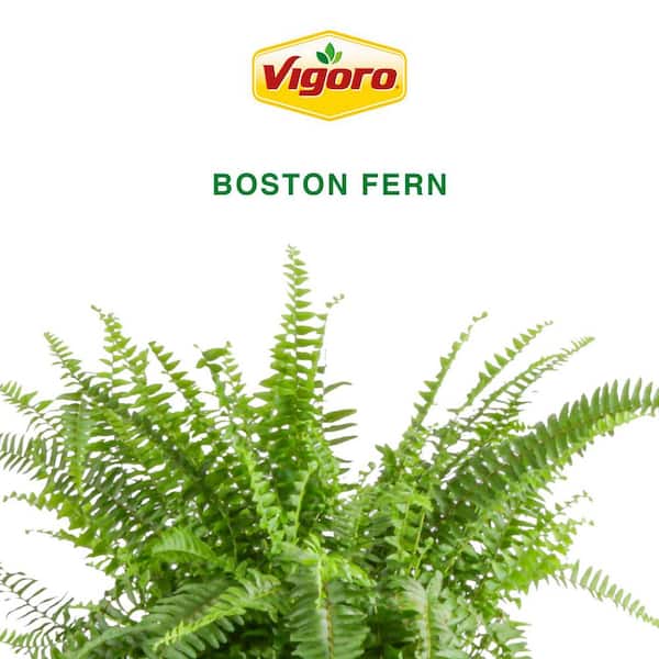 Boston Fern Indoor/Outdoor Plant in 10 in. Hanging Grower's Pot, Avg. Shipping Height 1-2 ft. Tall (2-Pack)