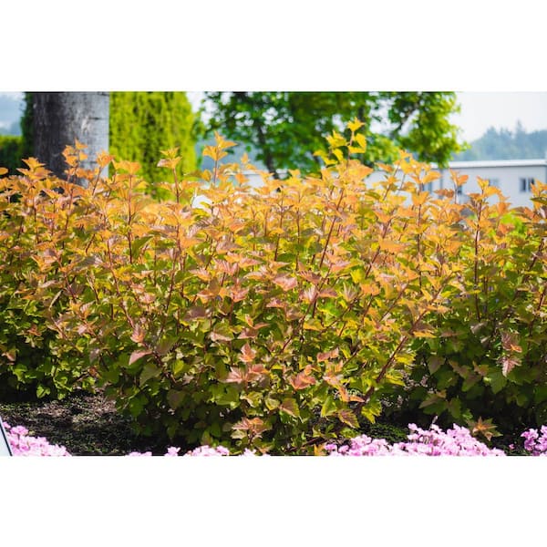 Bloomin' Easy 2 gal. Savannah Sunset Ninebark (Physocarpus) Live