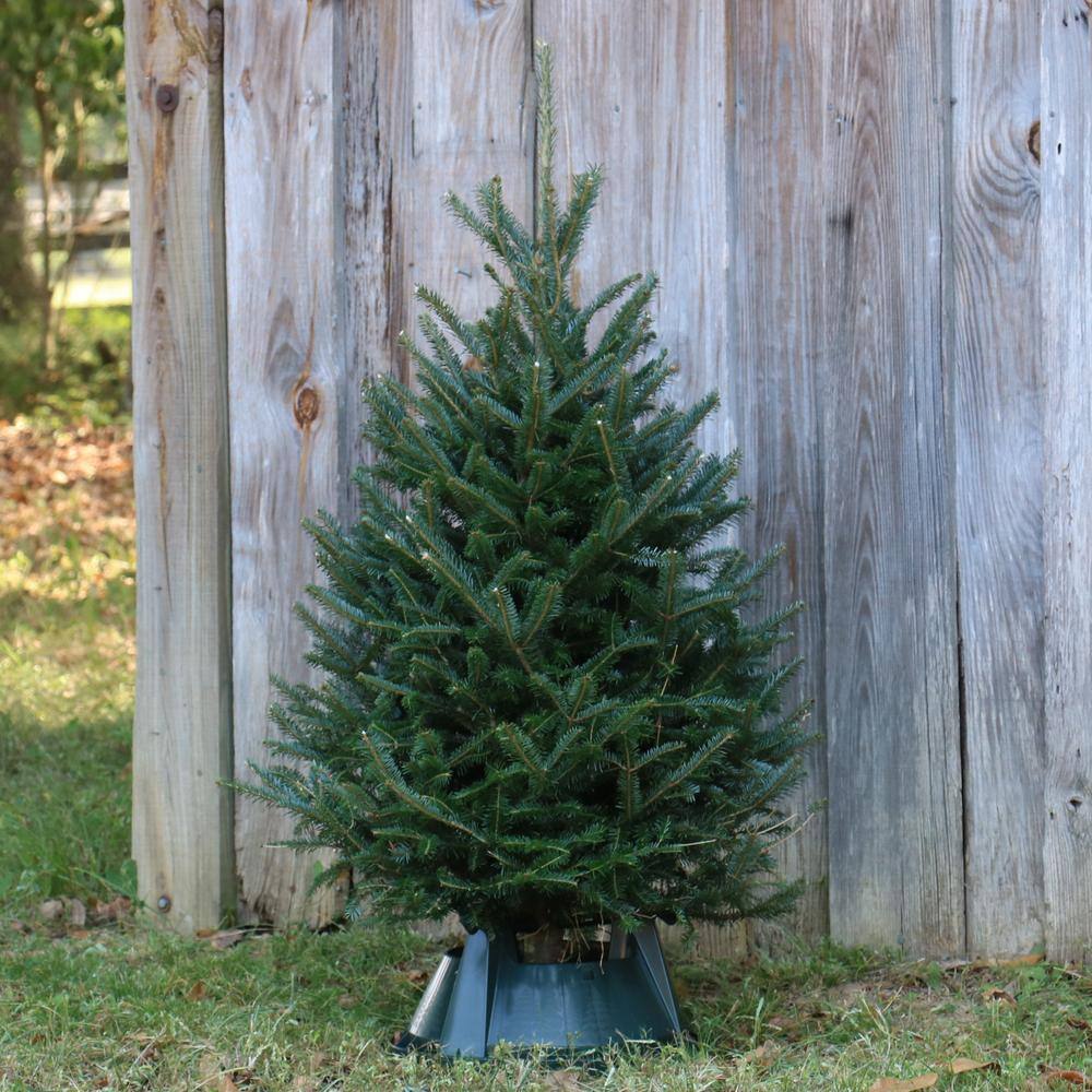 1000  FRASER FIR TREE SEEDS EVERGREEN CHRISTMAS TREE  NEW YEARS GRAB BAG ONLY 2 