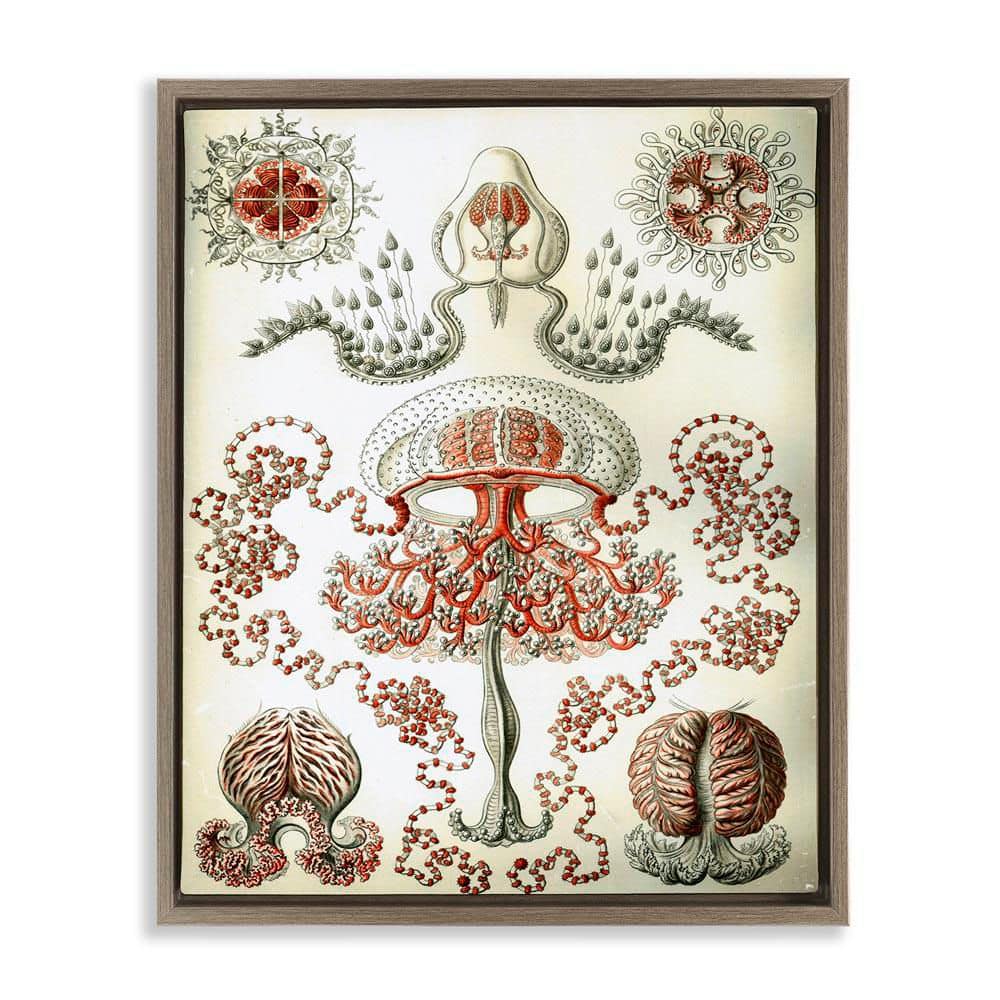 Stupell Industries Classic Haeckel Diagram by Graffi*tee