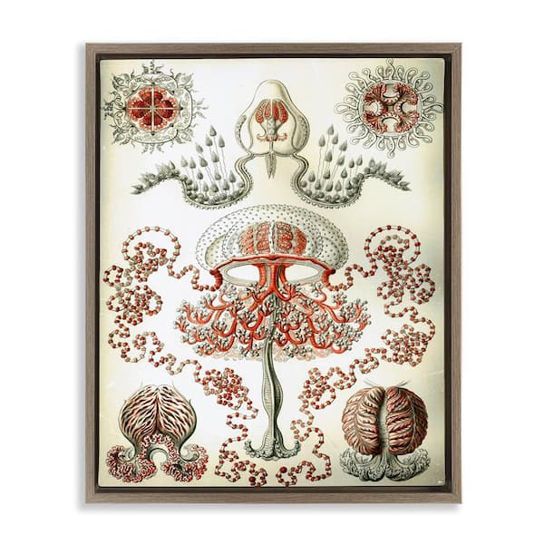 Stupell Industries Classic Haeckel Diagram by Graffi*tee Studios Brown Floater Frame Animal Graphic Art Print 21 in. x 17 in.